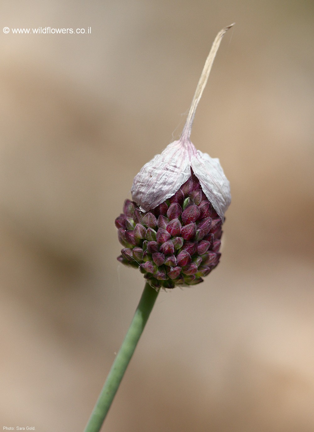 Allium rotundum